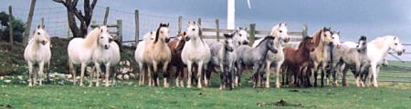 Crumpwell Mares in Summer