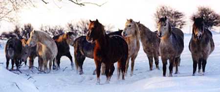Crumpwell Mares in Winter